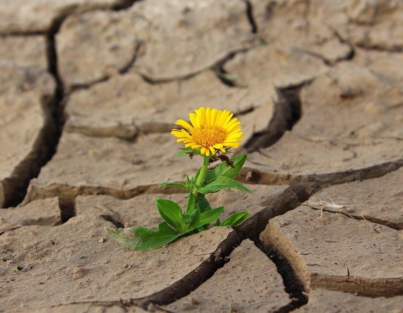 Emotional Resilience